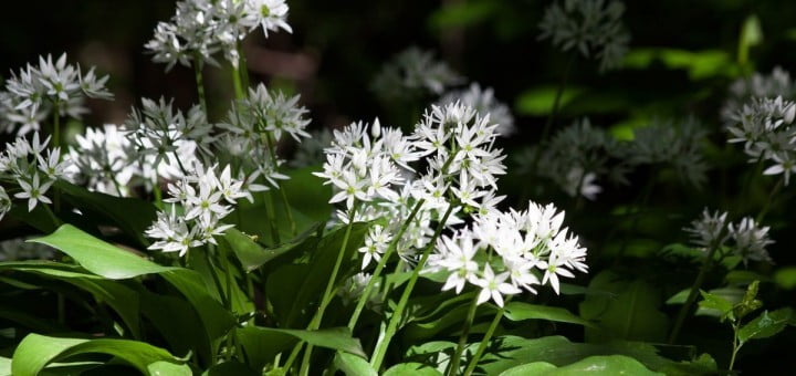 Čemaž – pomladni čudež