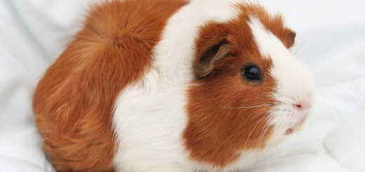 Morski prašički in vse, kar morate vedeti o njih