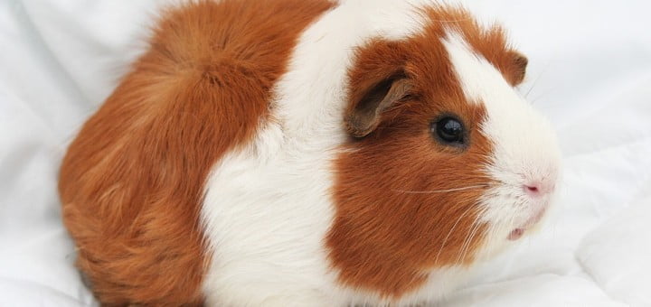 Morski prašički in vse, kar morate vedeti o njih