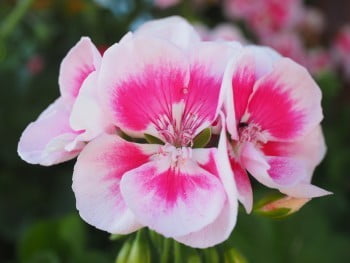 pelargonije
