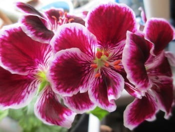pelargonije
