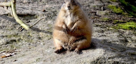 Prerijski pes - talna veverica