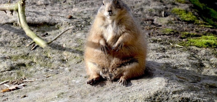 Prerijski pes - talna veverica