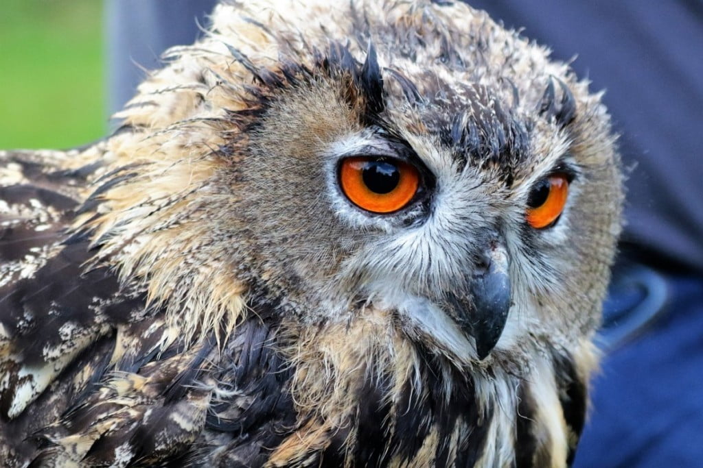 Kaj je modrost in misli o njej