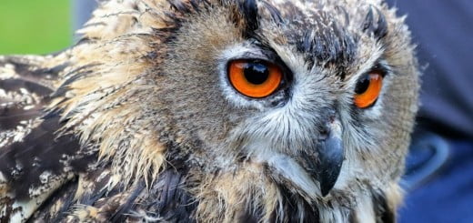 Kaj je modrost in misli o njej