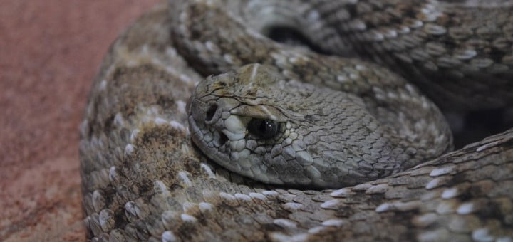 ugriz-kace-preventiva-in-ukrepanje