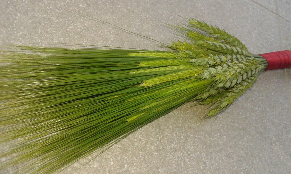 naredi-sam-sopek-za-vrata