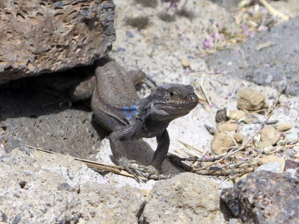 Tenerife - podzemlje Bele gore, vetrovna lavina cev