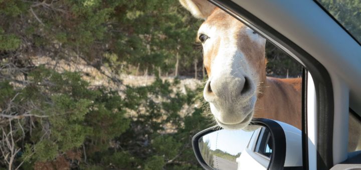 Ciper - od temeljev krščanstva do oslov »carinarjev«