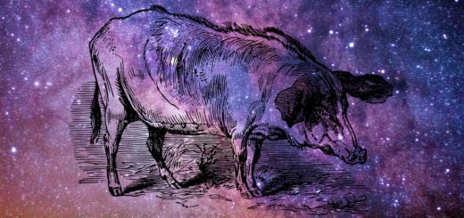 Kitajski horoskop: Prašič