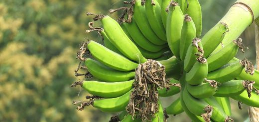 7 razlogov ZAKAJ vključiti zeleno bananino moko v svoj jedilnik