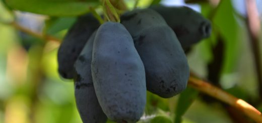 Sibirska borovnica ali majska jagoda