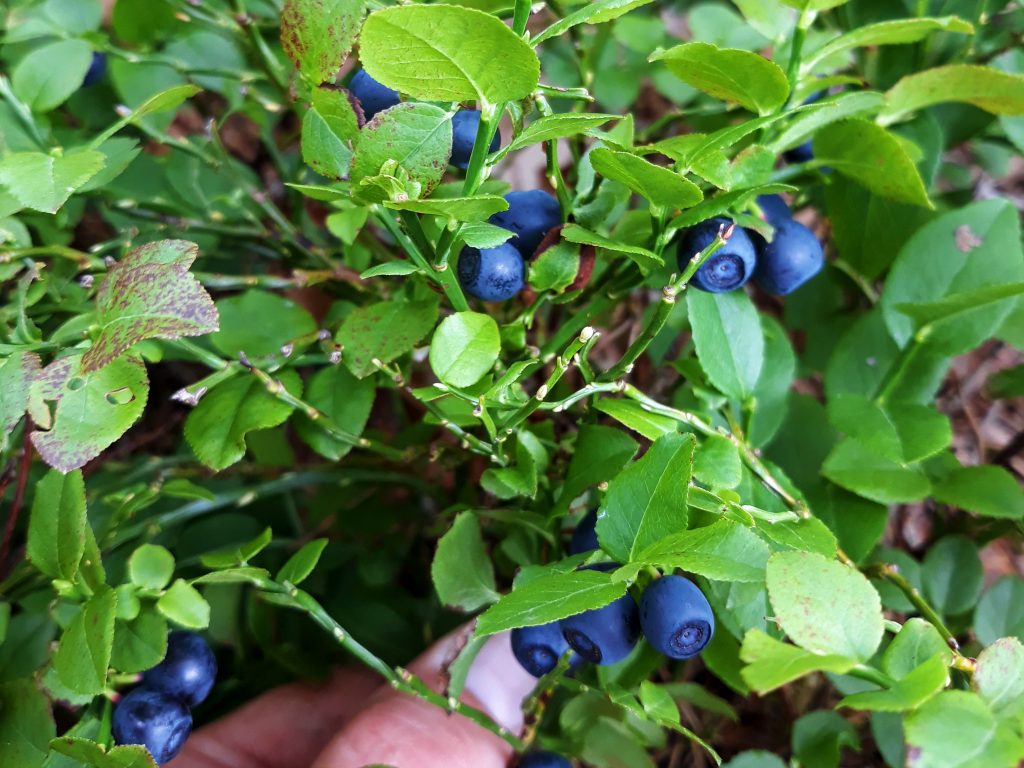 Cheesecake z borovnicami