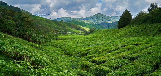 Eterično olje čajevca