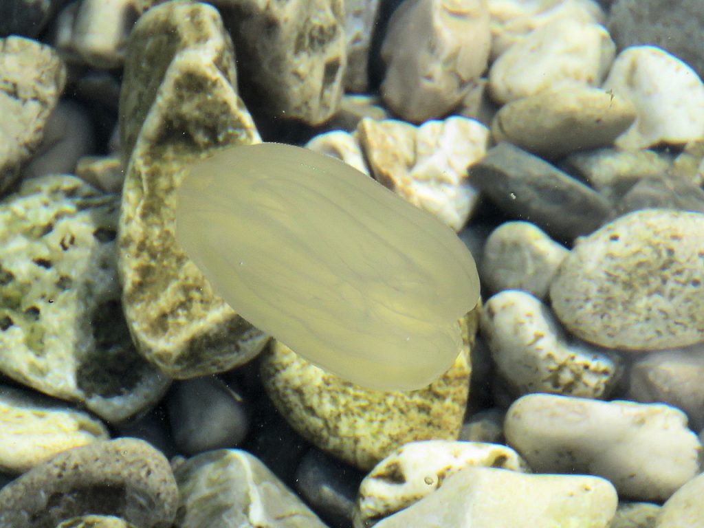 Rebrača Rebrača Mnemiopsis leidyi