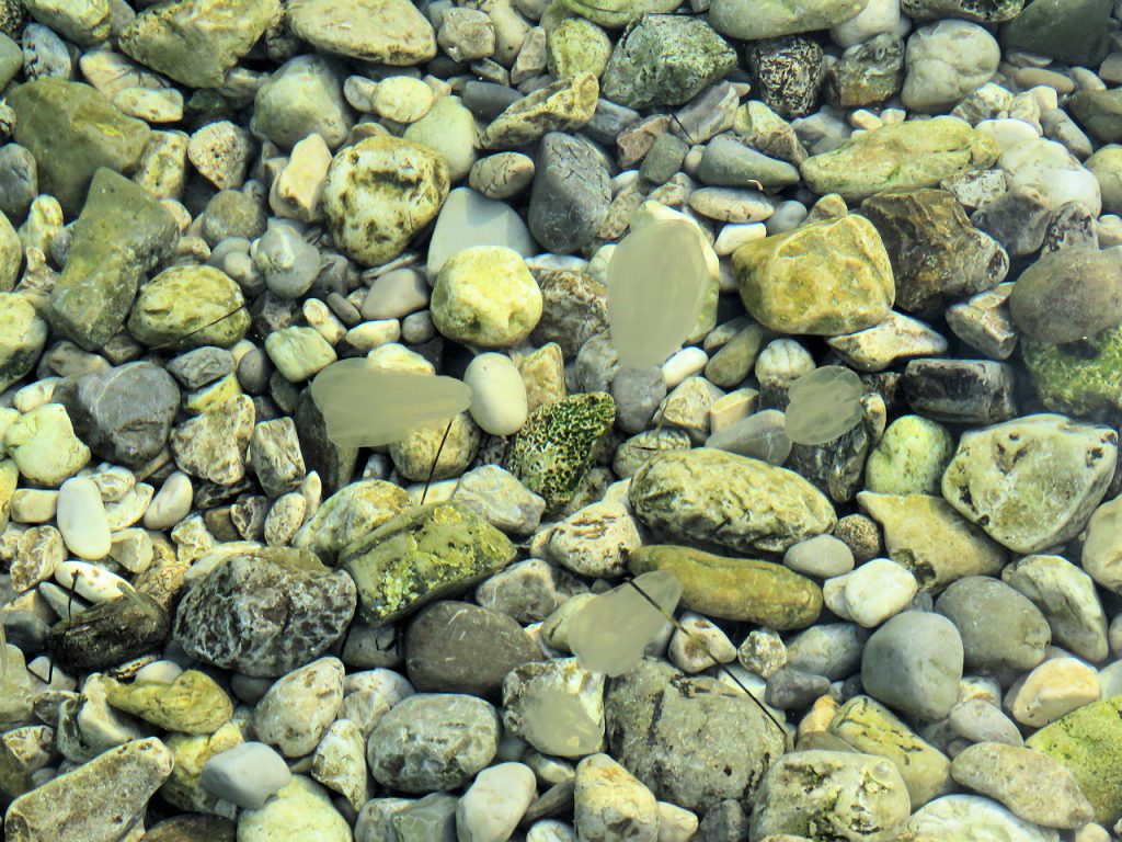 Rebrača – »meduza«, ki to ni