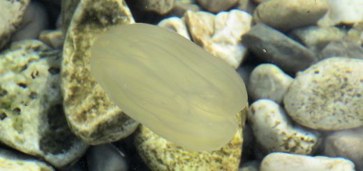 Rebrača Rebrača Mnemiopsis leidyi