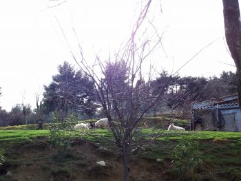 Ideja za izlet: Pot zdravja in prijateljstva Parenzana