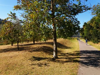 Ideja za izlet: Pot zdravja in prijateljstva Parenzana