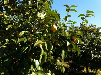 Ideja za izlet: Pot zdravja in prijateljstva Parenzana