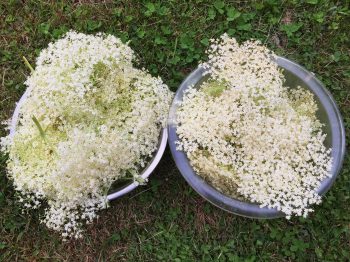 Recept za domač bezgov sirup