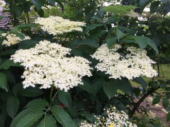 Recept za domač bezgov sirup