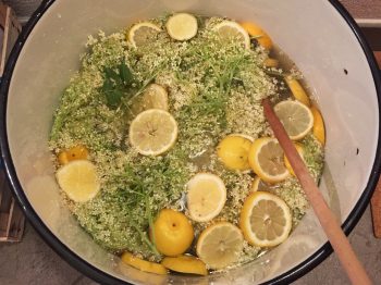 Recept za domač bezgov sirup