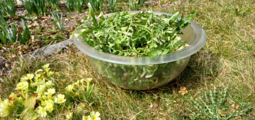 Regrat in spomladansko razstrupljanje