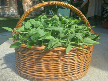 Koprive – najboljše domače škropivo/gnojilo za vrt