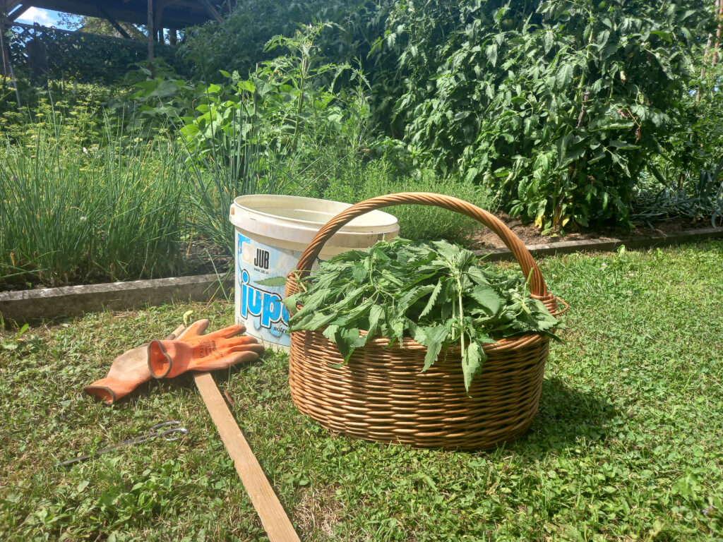 Koprive – najboljše domače škropivo/gnojilo za vrt