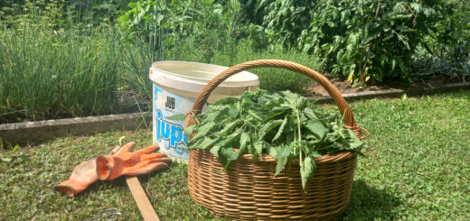 Koprive – najboljše domače škropivo/gnojilo za vrt