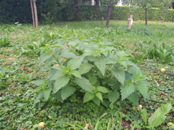 Koprive – najboljše domače škropivo/gnojilo za vrt