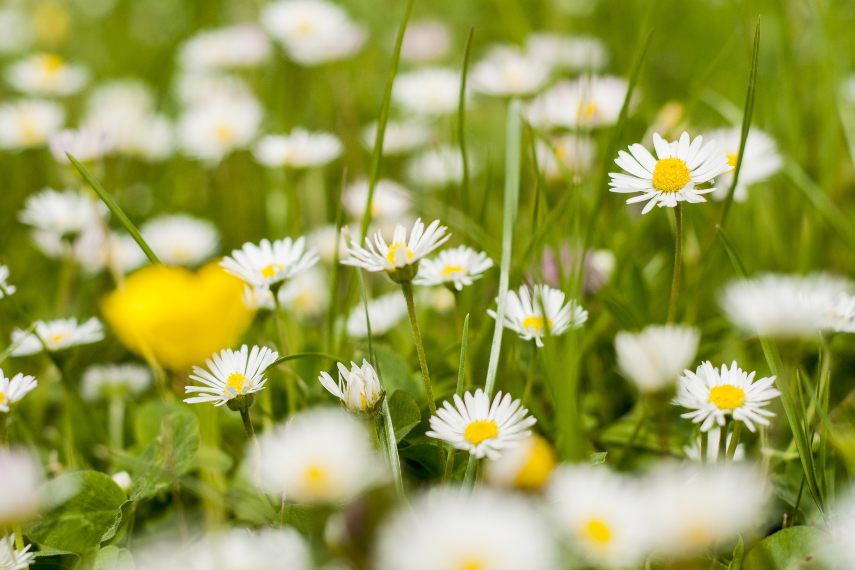 Jetra - čiščenje z zdravilnimi zvoki