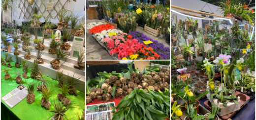 Sejem Ortogiardino: raj za ljubitelje vrtov, cvetja in kulinarike