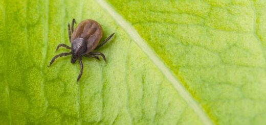 Borelioza: kako en ugriz klopa za vedno spremeni življenje!