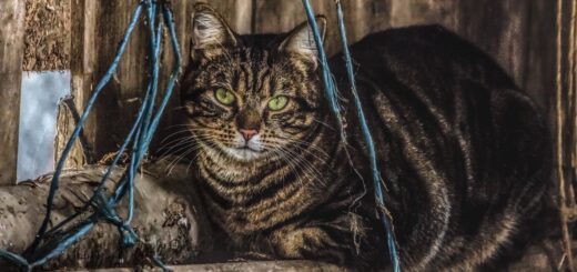 Poletna problematika odvrženih domačih ljubljenčkov