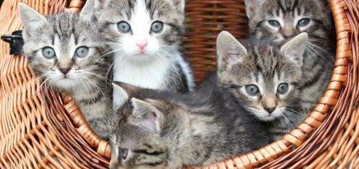 Svetovni dan mačk - 8. avgust