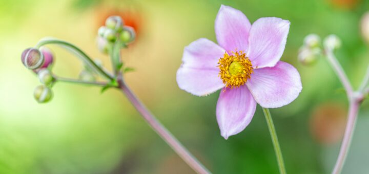Pomlad: vsak nov začetek je priložnost za rast