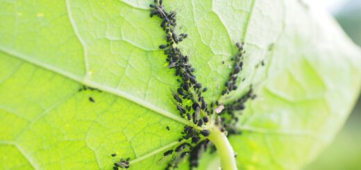 3 načini, kako se na naraven način znebiti listnih uši